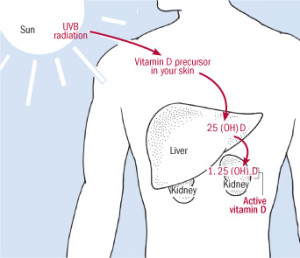 body-vitaminD